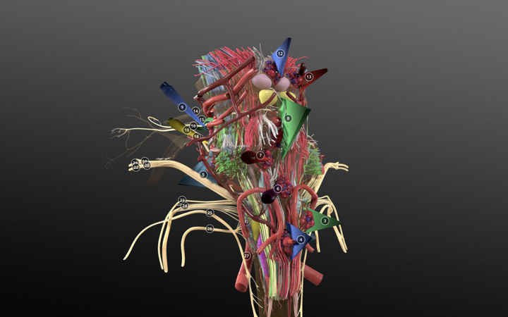 En skärmbild av Neurosurgical atlas